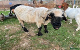 Sheep livestock for sale: Valalis blacknose ewe in Buxton - Image 2