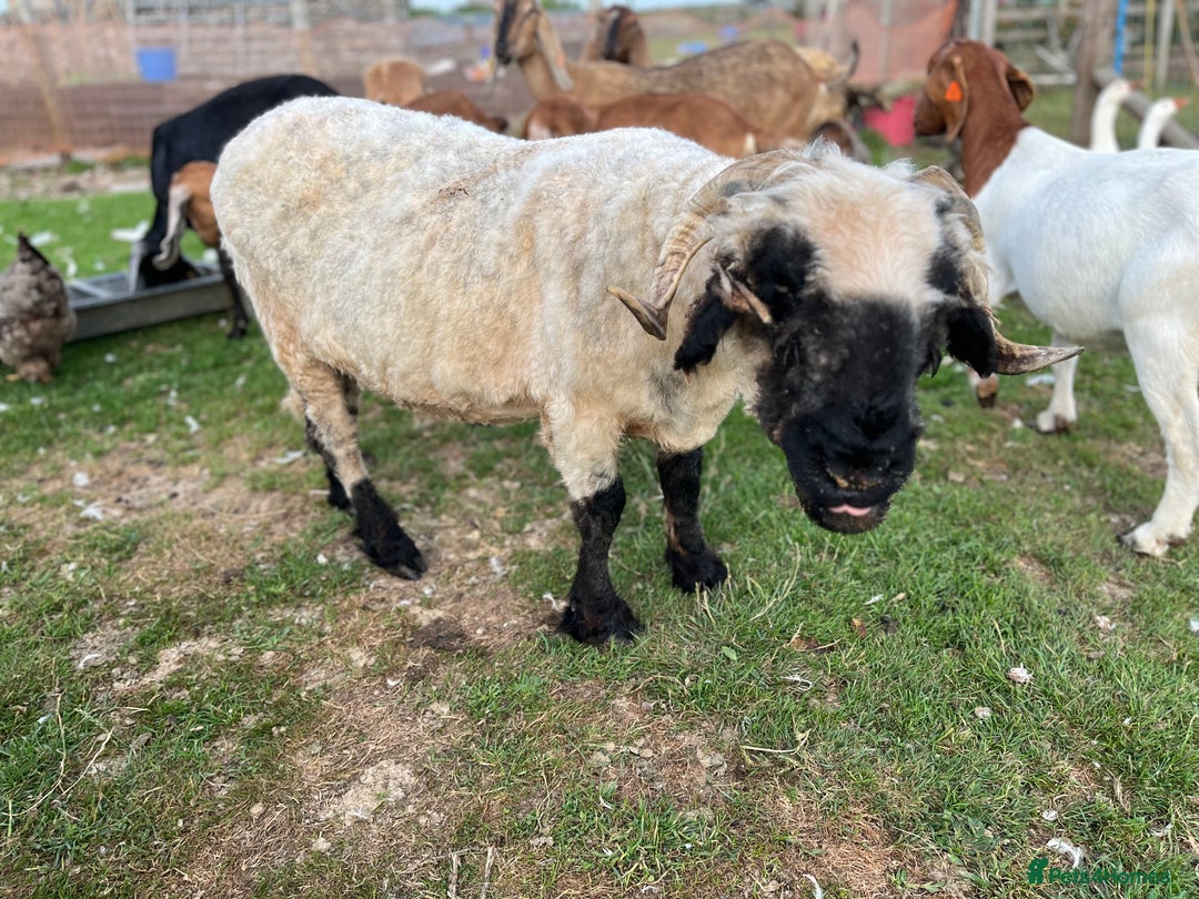 Sheep livestock for sale: Valalis blacknose ewe in Buxton - Image 2