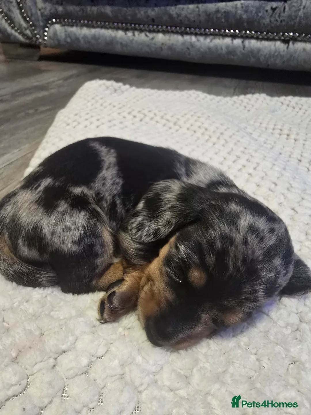 Miniature Dachshund dogs for sale: Miniature daschunds - Advert 3