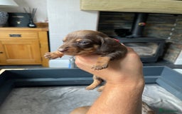 Miniature Dachshund dogs for sale: 🐾READY TO LEAVE NEXT WEEK🐾 - Image 13
