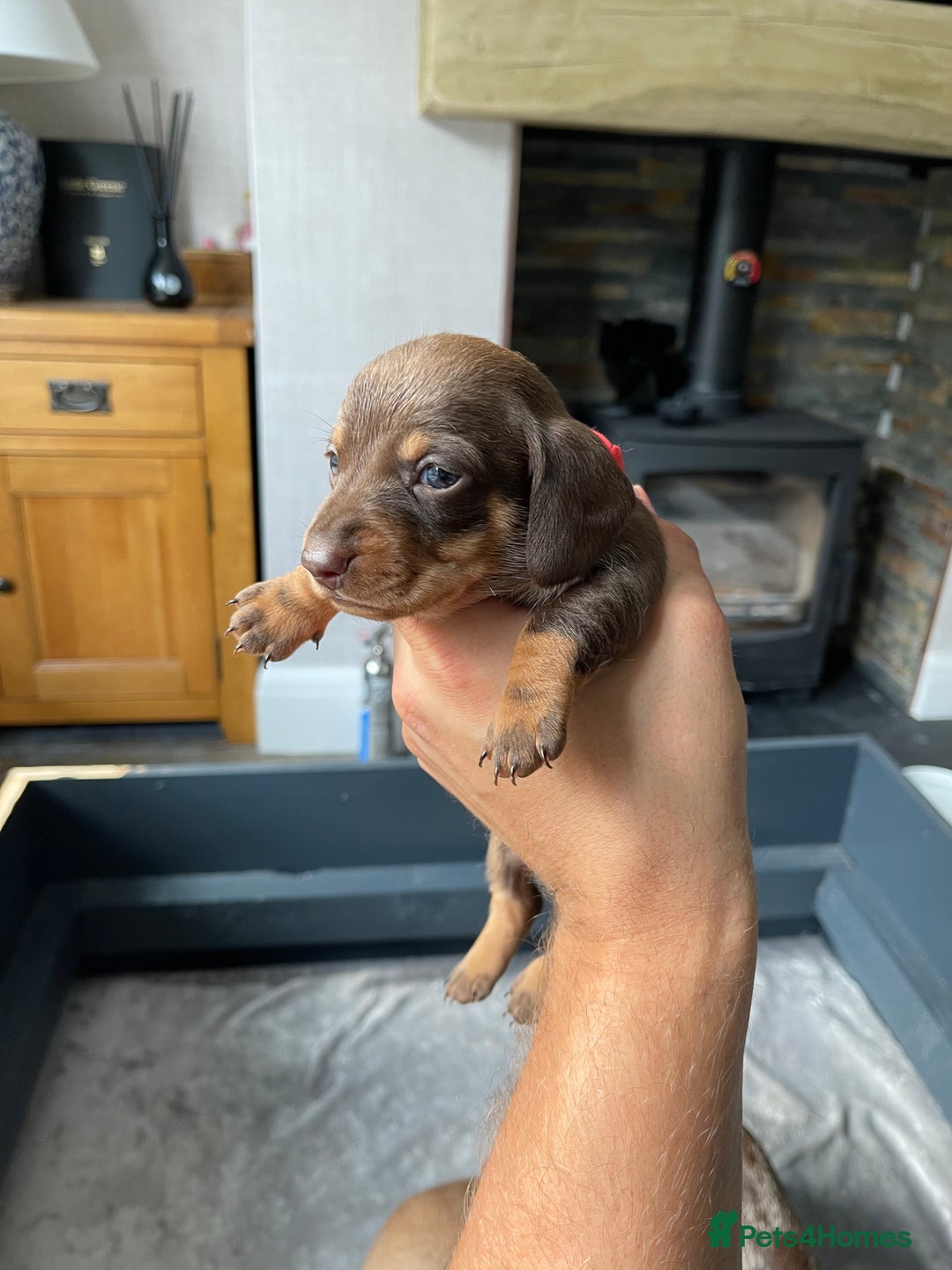 Miniature Dachshund dogs for sale: 🐾READY TO LEAVE NEXT WEEK🐾 - Image 13