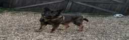 German Shepherd dogs for stud: Working German shepherd  - Advert 1