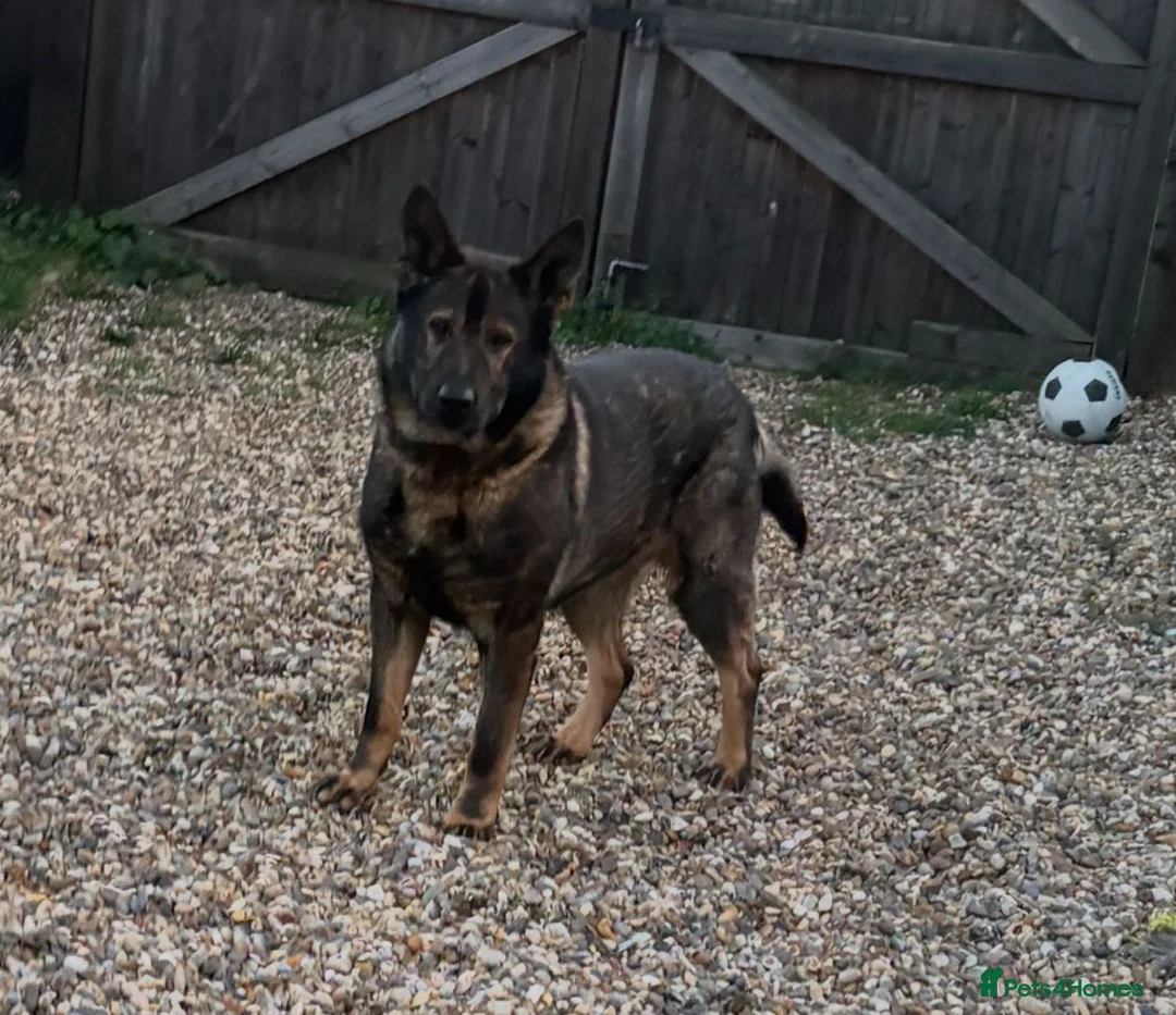 German Shepherd dogs for stud: Working German shepherd  - Advert 1