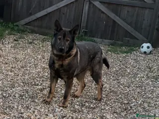 German Shepherd dogs Working German shepherd - Advert 3