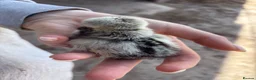 Chickens poultry for sale: Polish Bantam chicks in Lutterworth - Advert 2