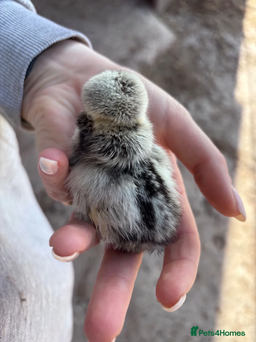 Chickens poultry for sale: Polish Bantam chicks in Lutterworth - Advert 2