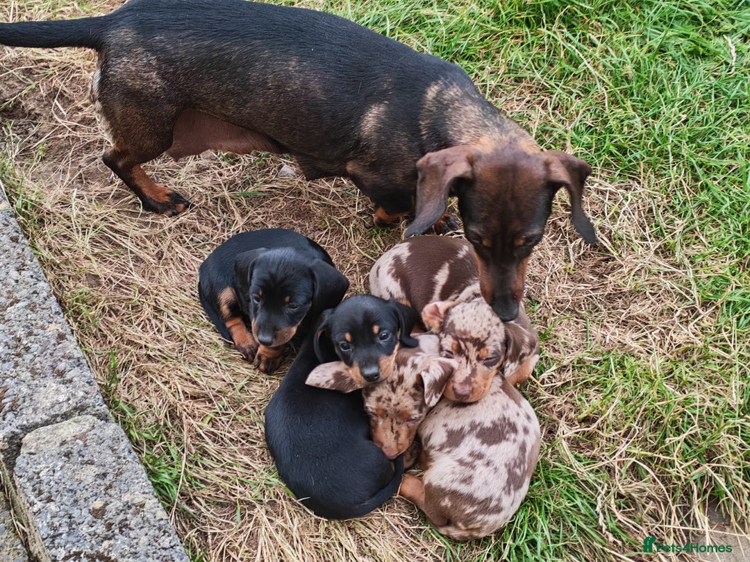 Miniature Dachshund dogs for sale: Dapple & Tan Miniature Dachshund Puppies For Sale - Image 5