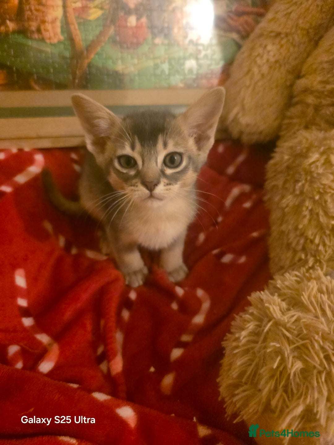 Mixed Breed cats for sale: Beautiful kittens looking for their forever homes - Advert 6