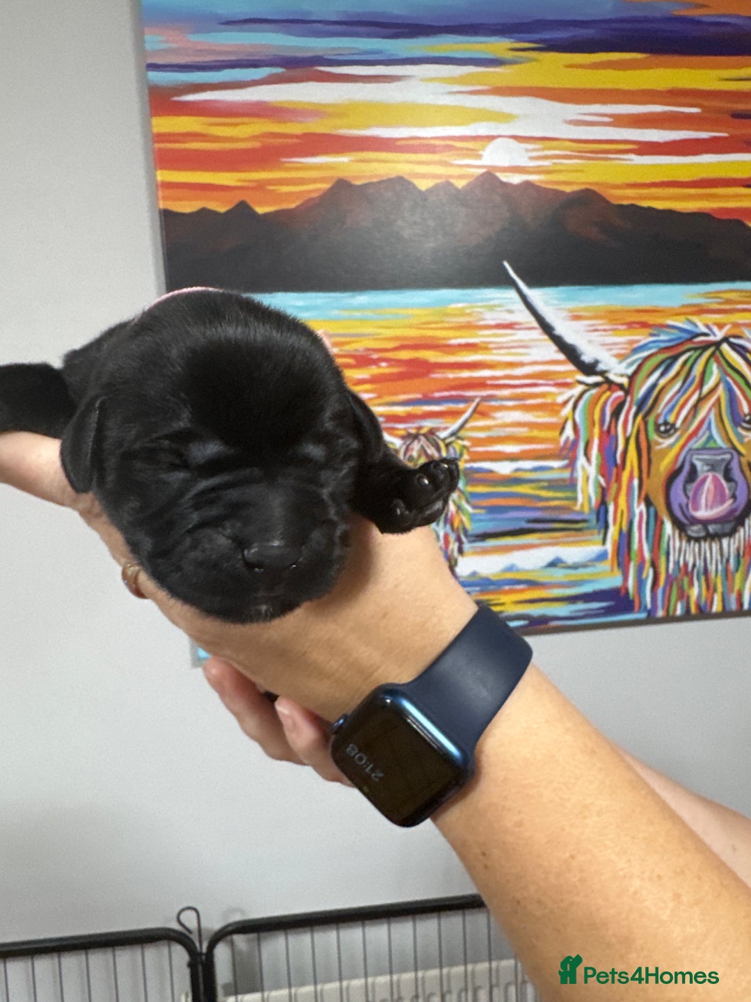 Labrador Retriever dogs for sale: Stunning litter of Labrador puppies - Image 11