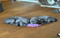 Staffordshire Bull Terrier dogs for sale: REDUCED * Kc registered Staffordshire blue terrier - Image 4