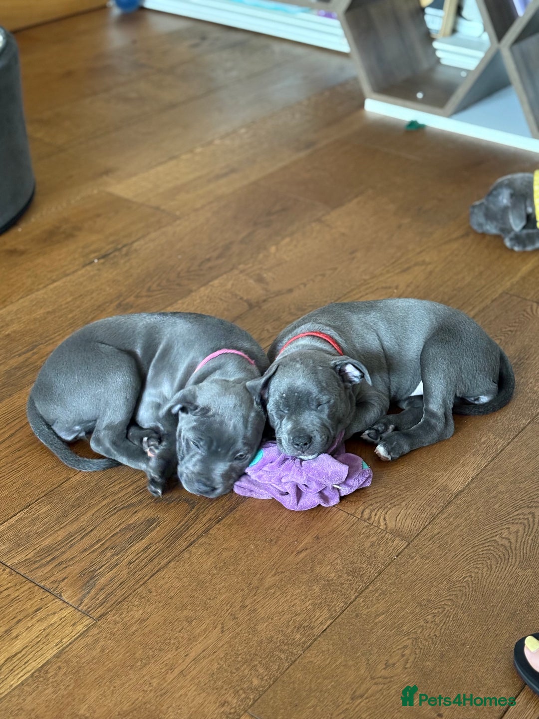 Staffordshire Bull Terrier dogs for sale: REDUCED * Kc registered Staffordshire blue terrier - Image 4