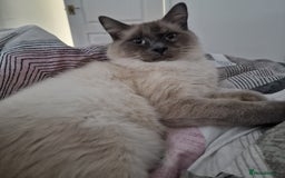 Ragdoll cats for sale: 8 months old Ragdoll - Image 4