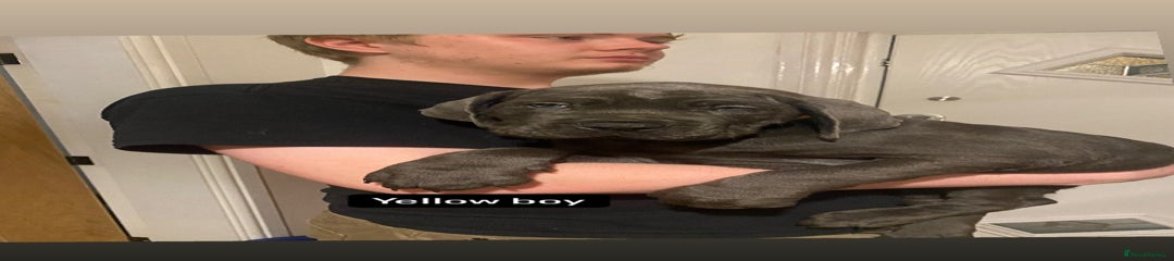 Cane Corso Puppy 3 yellow 