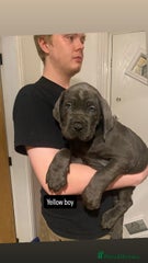 Cane Corso Puppy 3 yellow
