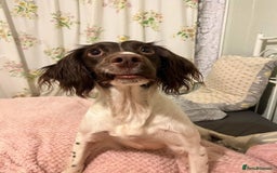 Cockapoo dogs for sale: Beautiful Chocolate and Merle F1 babies - Image 17