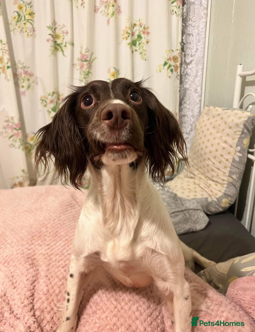 Cockapoo dogs for sale: Beautiful Chocolate and Merle F1 babies - Image 17