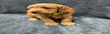 Cockapoo 4