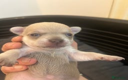 Chihuahua dogs for sale: Stunning smooth coat chihuahua puppies  - Image 6