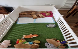Labrador Retriever dogs for sale: Adorable 8 Puppies FOX RED Labrador, KC registered - Image 9