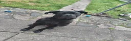 Cane Corso dogs for sale: Male cane Corso - Advert 5