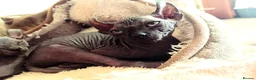 Sphynx cats for sale: Beutiful sphynx Kittens  - Advert 1