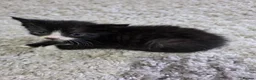 Mixed Breed cats for sale: "Fluffy Furballs"  - Advert 26