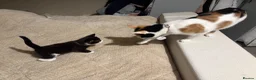 Mixed Breed cats for sale: Two male kittens - Advert 7