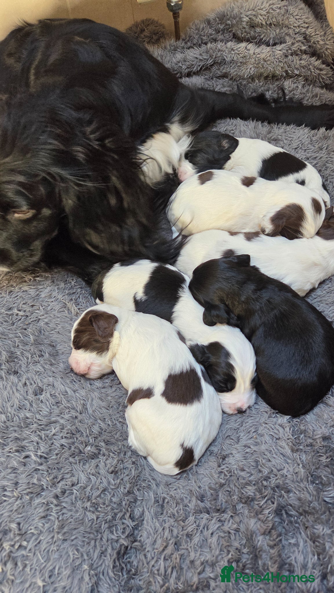 Sprocker dogs for sale: Six Springer/Cocker Spaniels.  - Advert 9