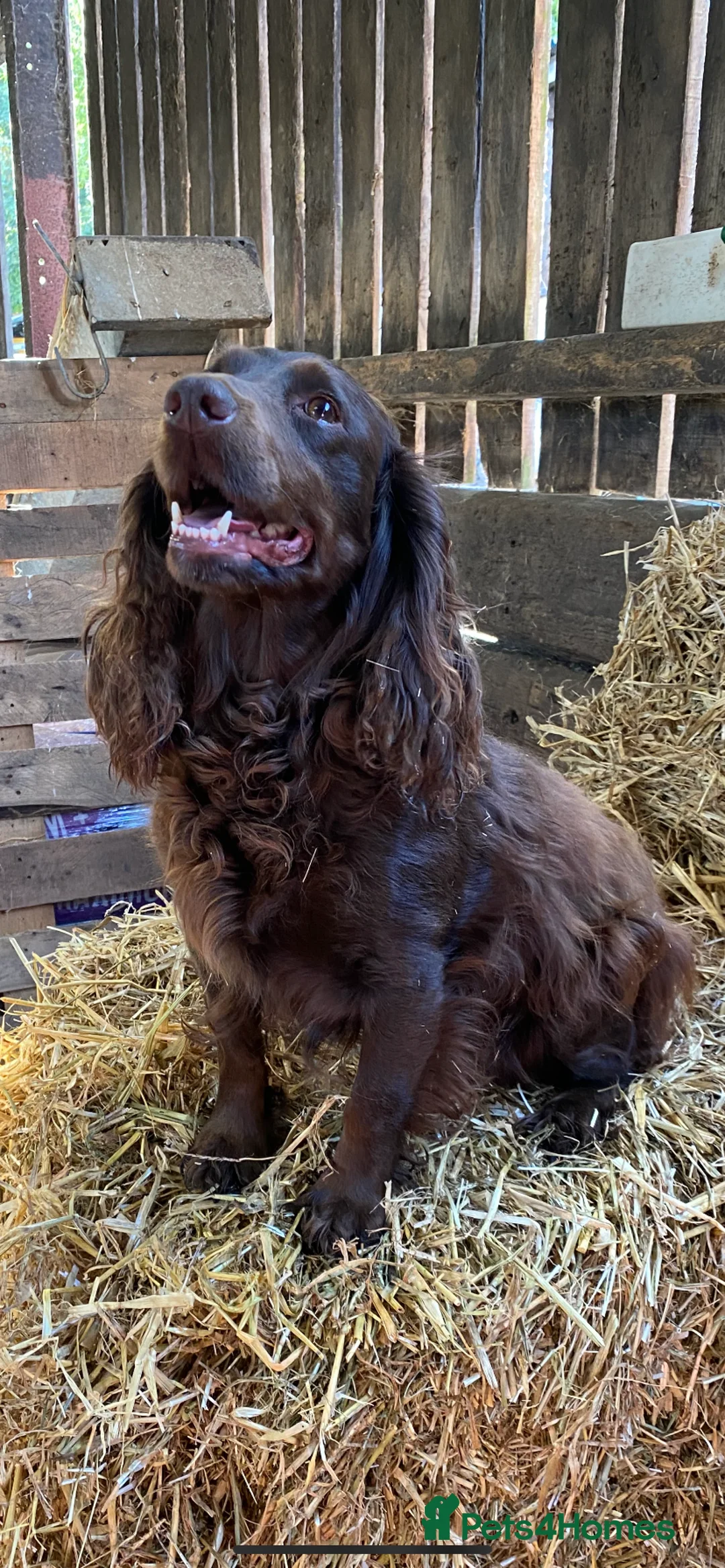 Cocker Spaniel dogs for sale: Working cocker spaniel puppies - Advert 4