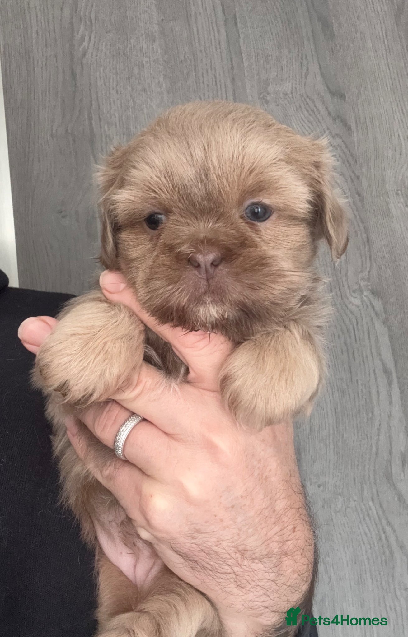Shih Tzu dogs 💛🧡💜Stunning KC Shih Tzu Puppies🩷🧡💛 - Advert 3