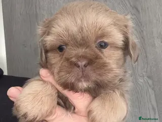 Shih Tzu dogs 💛🧡💜Stunning KC Shih Tzu Puppies🩷🧡💛 - Advert 3