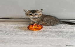 Scottish Fold cats for sale: TICA Pedigree Scottish Straight Boy🐾Rare colour🐾 - Image 2