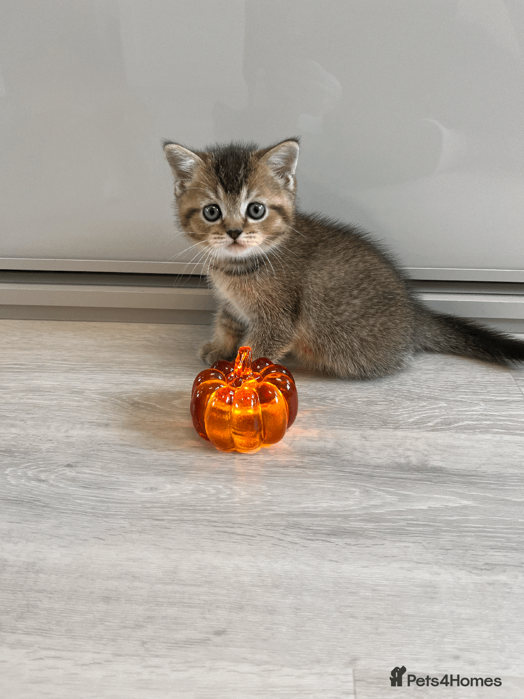 Scottish Fold cats for sale: TICA Pedigree Scottish Straight Boy🐾Rare colour🐾 - Image 2