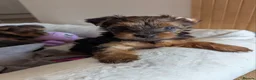 Yorkshire Terrier dogs for sale: Yorkshire Terrier puppies  in Chepstow - Advert 5