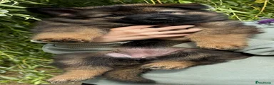 German Shepherd 2