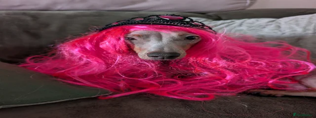 Meg