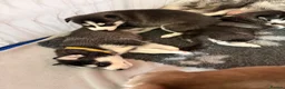 Siberian Husky dogs for sale: Siberian Husky Puppies  - Advert 16