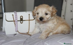 Maltipoo dogs for sale: Expecting F1 small Maltipoo puppies - Image 12
