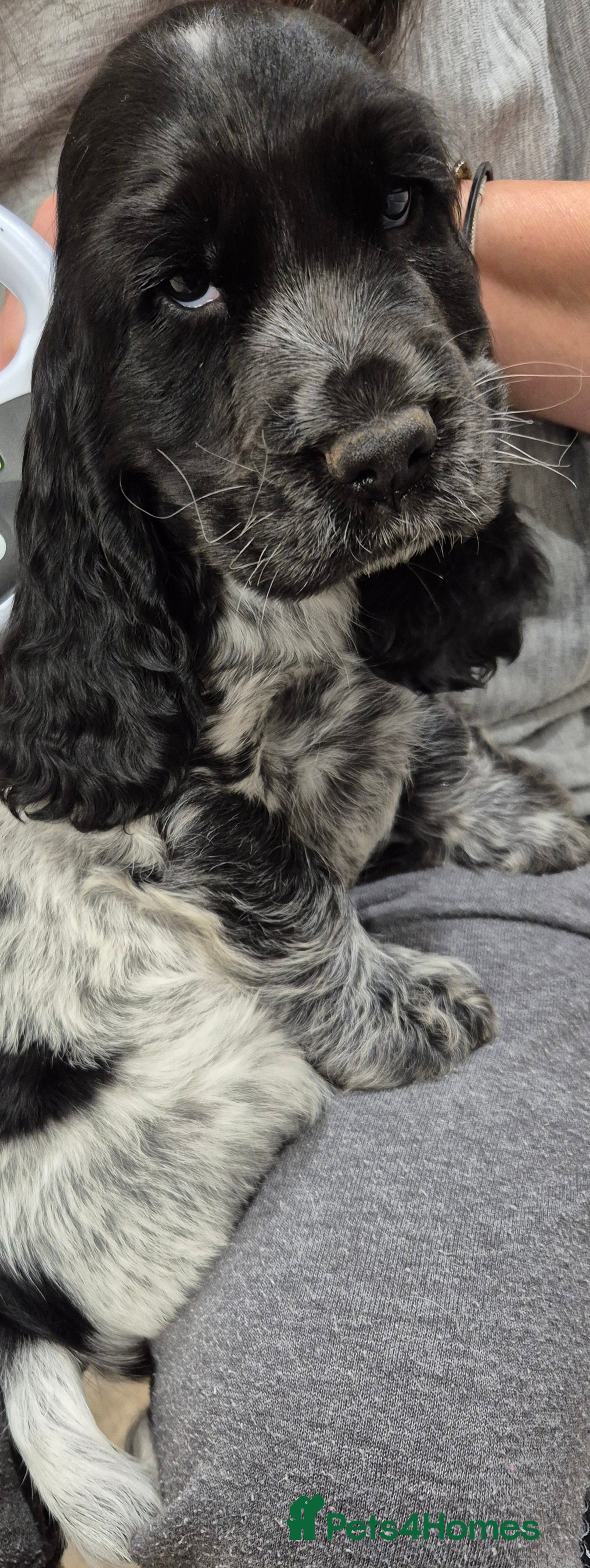 Cocker Spaniel dogs READY NOW A stunning litter of spaniels  - Advert 18