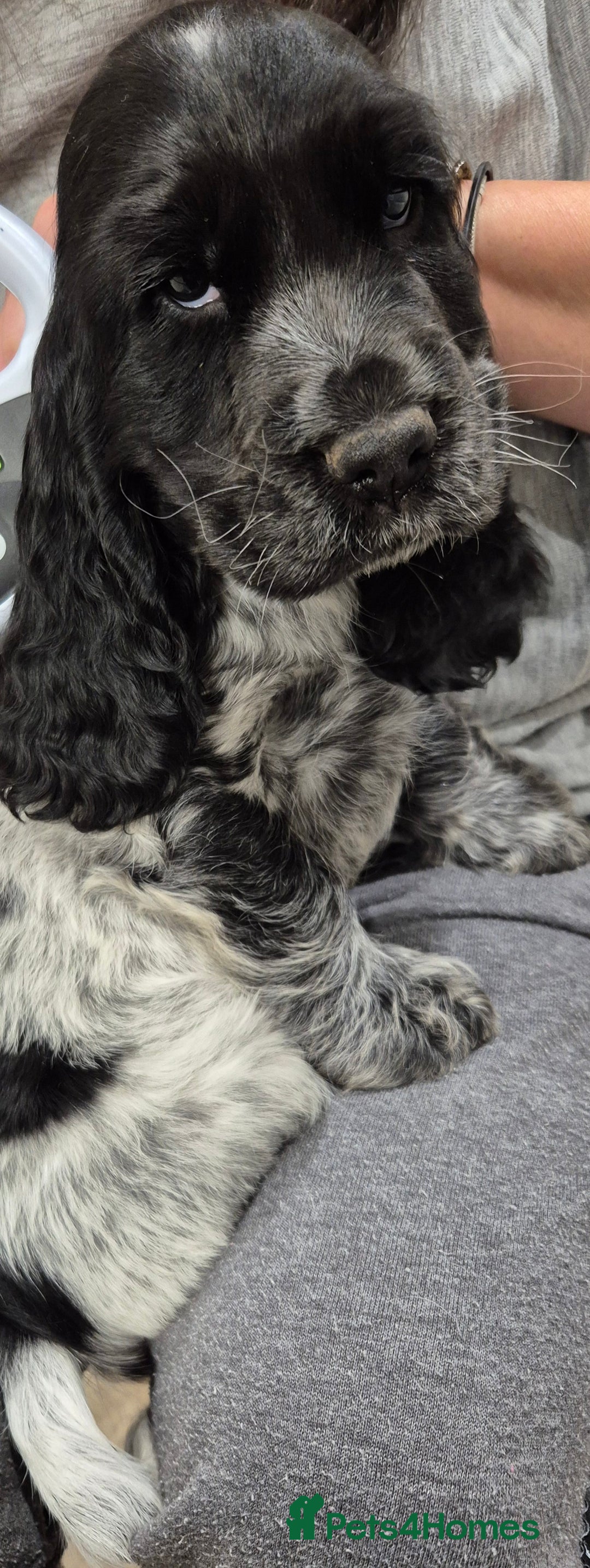 Cocker Spaniel dogs for sale: READY NOW A stunning litter of spaniels  - Advert 1
