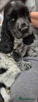 Cocker Spaniel dogs - Advert 6