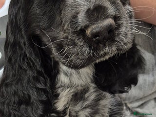Cocker Spaniel dogs - Advert 8