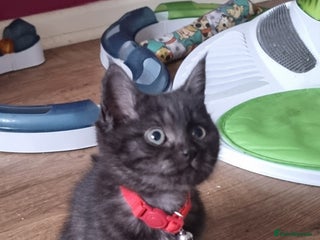 Persian cats - Advert 1