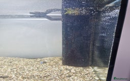Fancy Goldfish fish for sale: Juwel Rio 180 Fish tank - Image 10