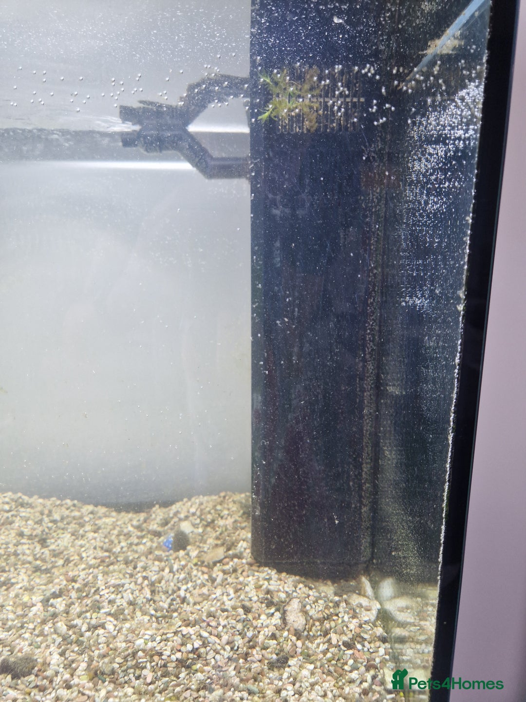 Fancy Goldfish fish for sale: Juwel Rio 180 Fish tank - Image 10