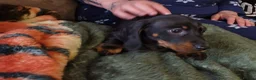 Miniature Dachshund dogs for sale: 4 dachshund puppies very cute KC reg pedigree  - Advert 4