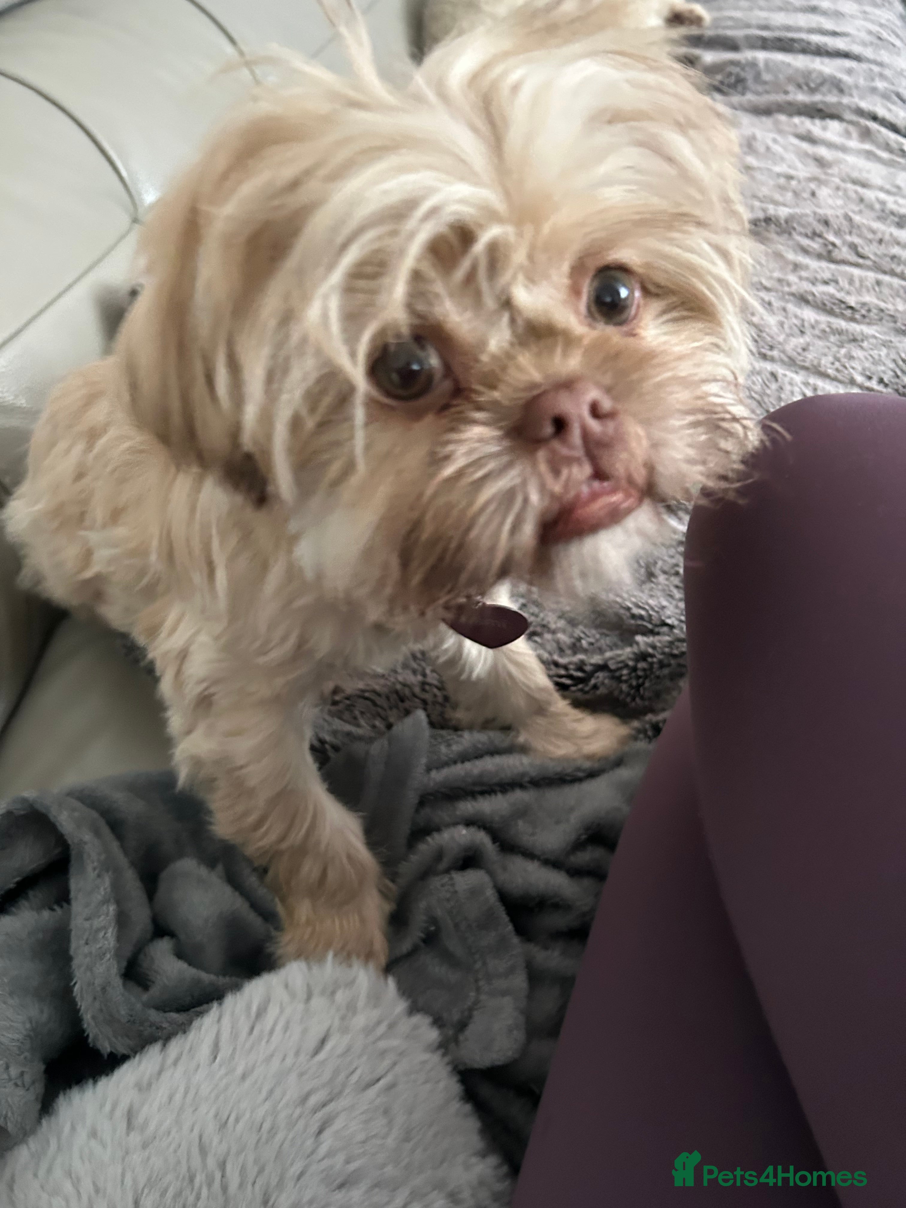 Shih Tzu dogs Imperial shih tzu - Advert 12