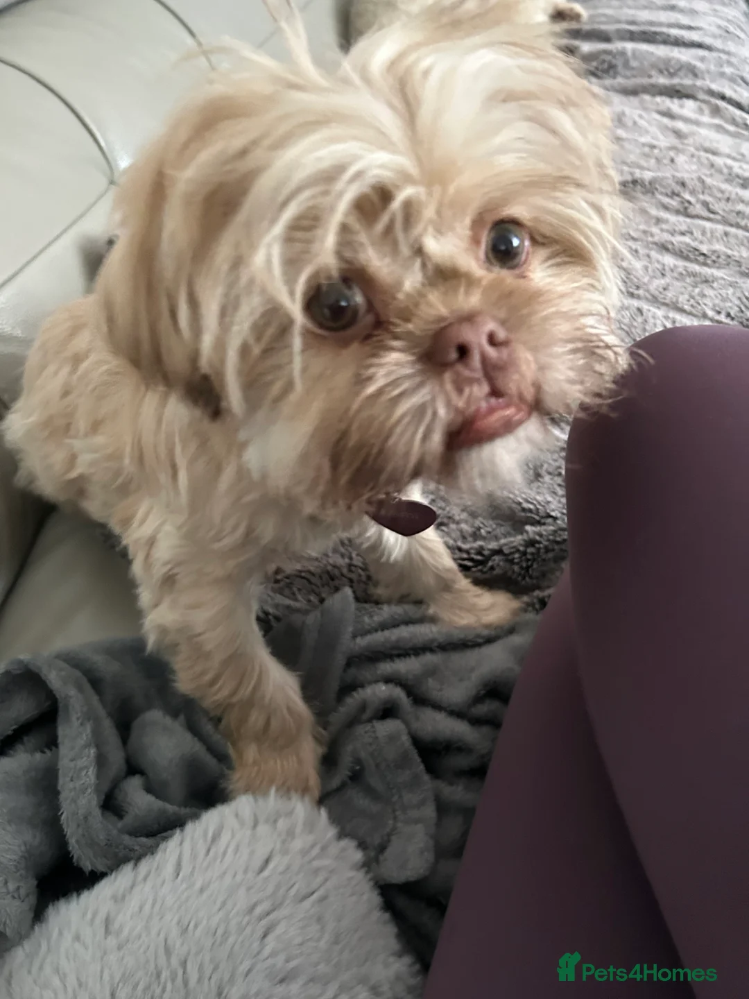 Shih Tzu dogs for sale: Imperial shih tzu - Advert 1