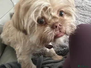 Shih Tzu dogs Imperial shih tzu - Advert 12