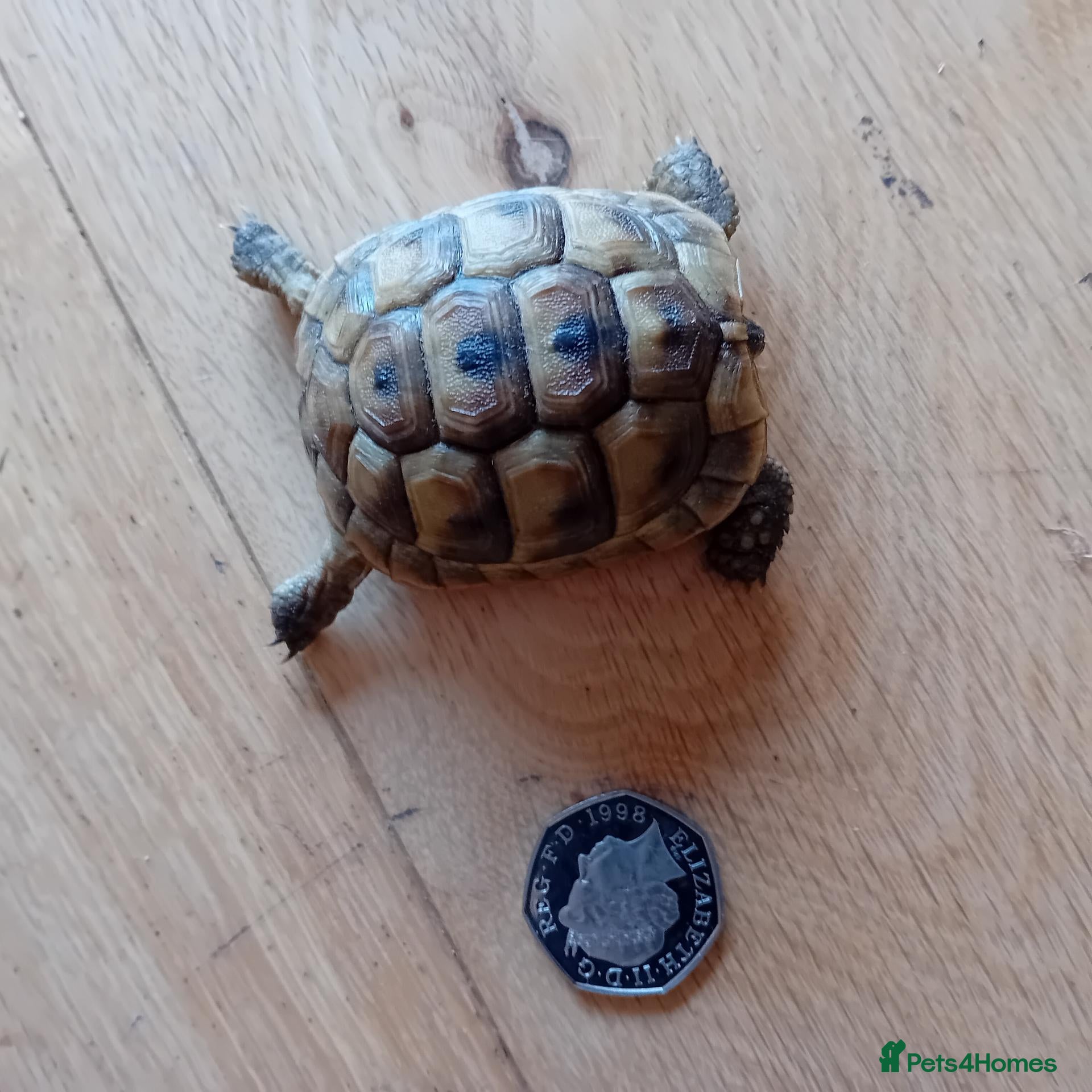 Tortoise reptiles for sale: Year old baby tortoises for sale - Advert 3